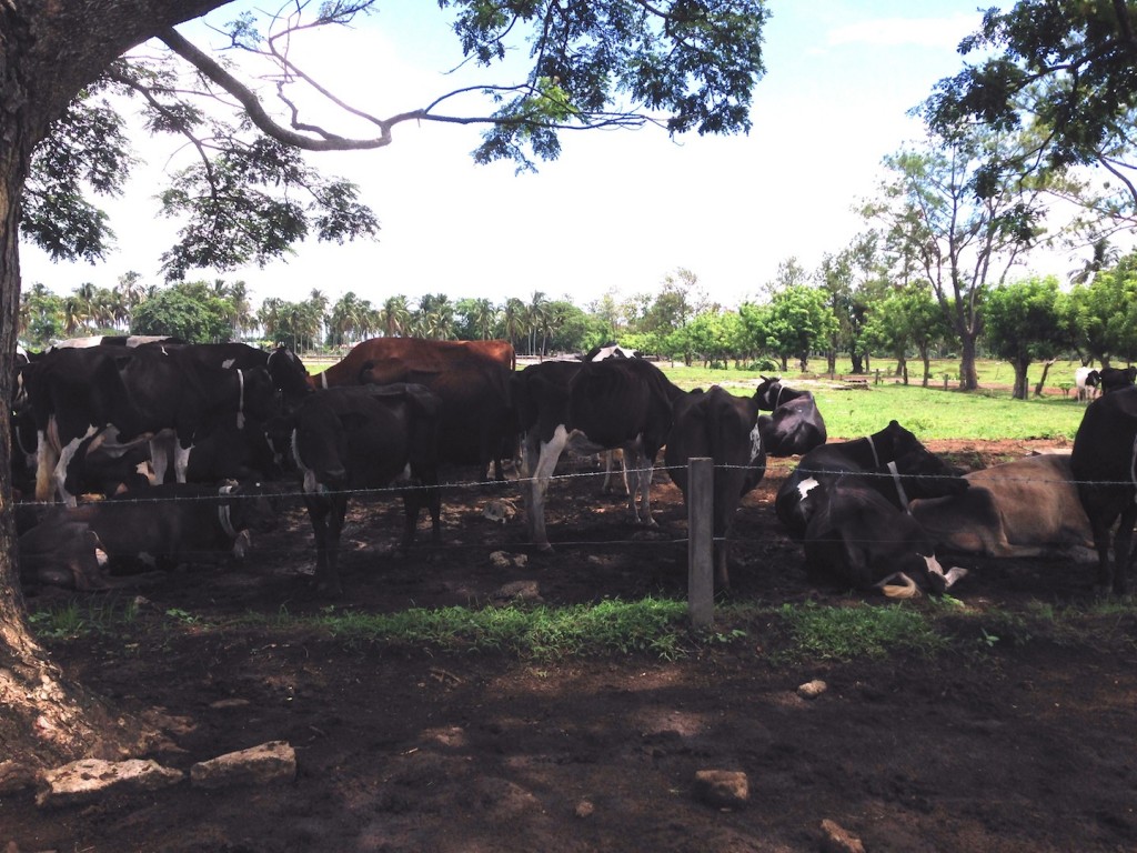 With an abundant grassland to walk around in, there is plenty of food, access to fresh water and lots of sunshine. Most importantly, the cows got to live their lives as herds, and not just as milking machines. 