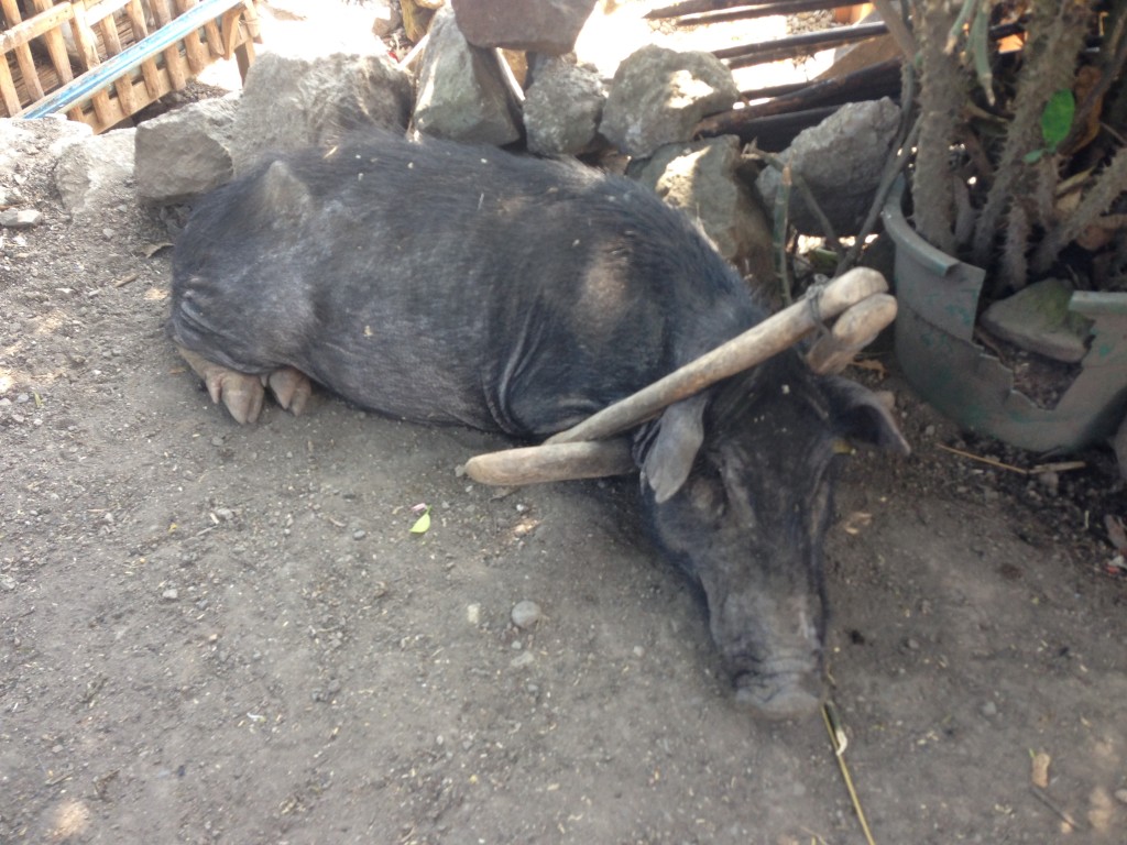 Criminal Pig: This wildboar has been found guilty of eating chics, stealing food and destroying property