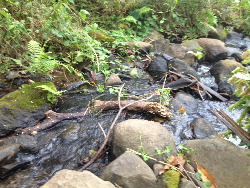 Hopping off brooks and streams on the road