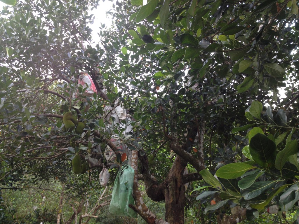 Jackfruit bearing trees