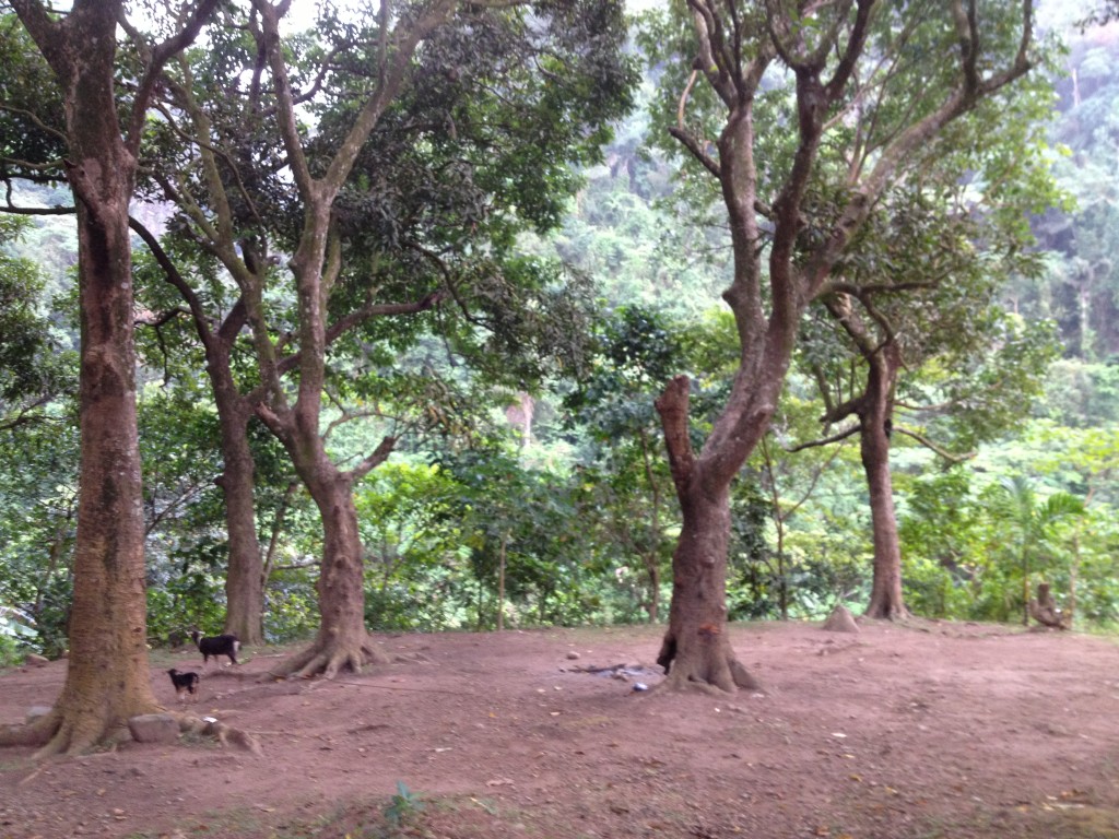 Jackfruits trees bearing fruits