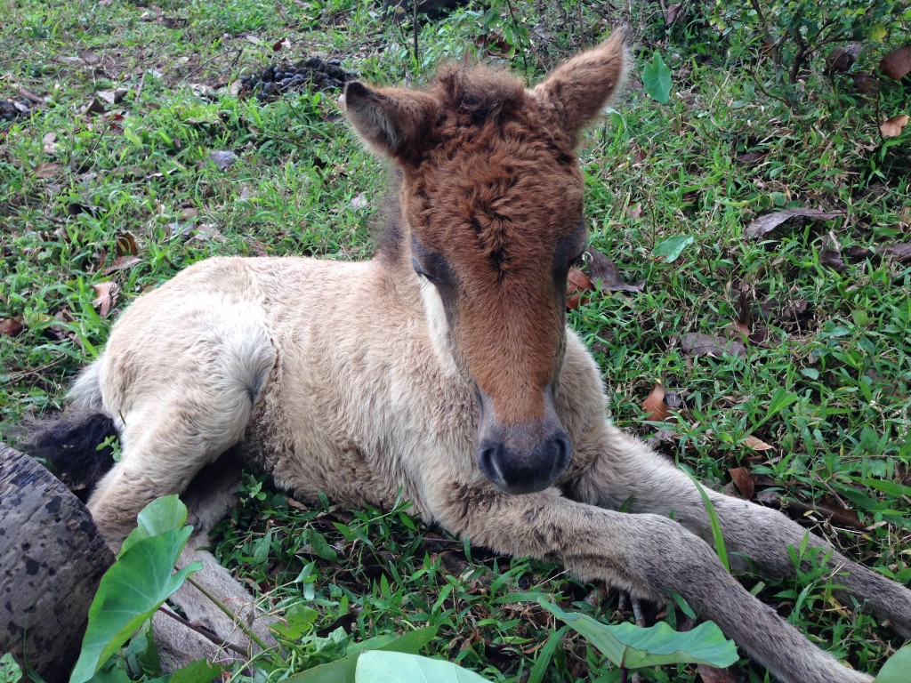 A baby horse resting under the trees, under the soft gaze of his mom